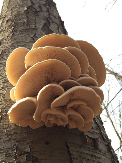 fall woods mushrooms