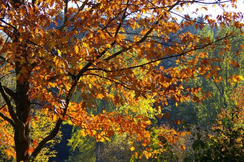 fall leaves trees