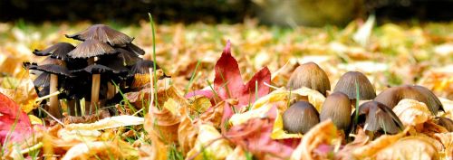 fall fungus undergrowth