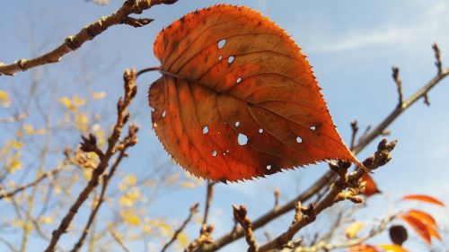 fall leaf sky