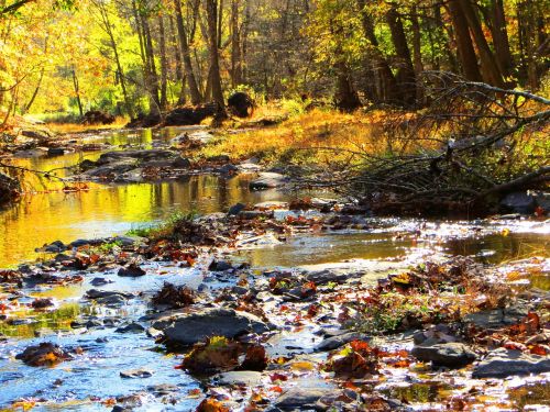babbling creek autumn trees brook