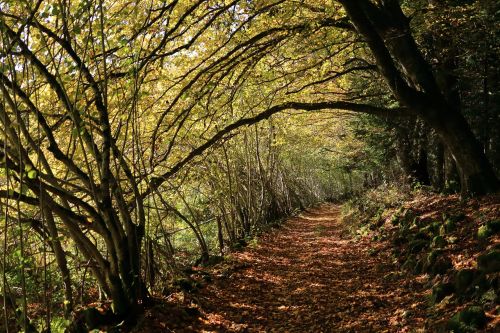 fall forest autumn landscape