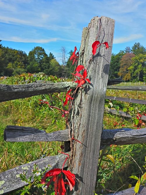 fall foliage autumn