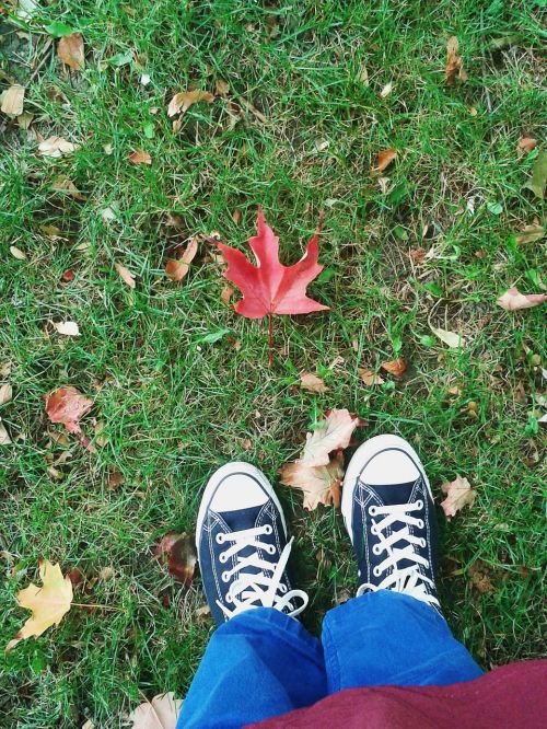 fall autumn leaves