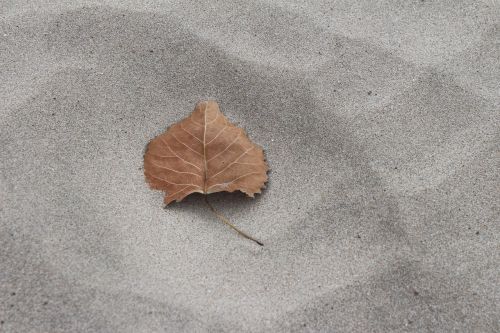 fall leaf sand