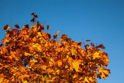 fall leaves orange