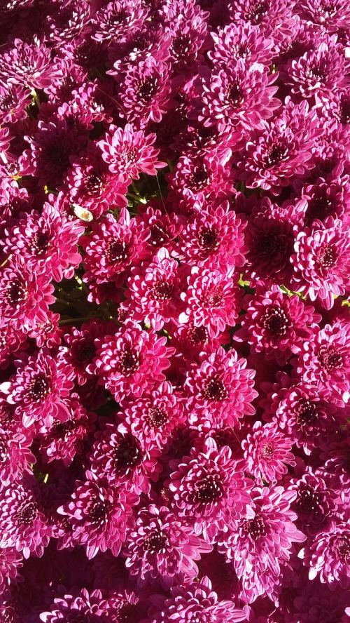 fall autumn mums