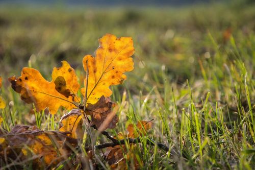 fall leaf golden autumn