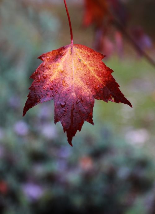 fall leaf color