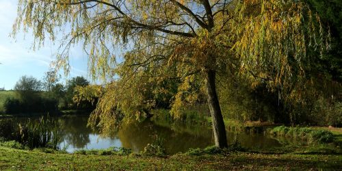fall weeping willow pond