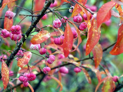 fall berries pink