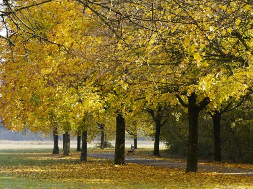 fall landscape autumn landscape