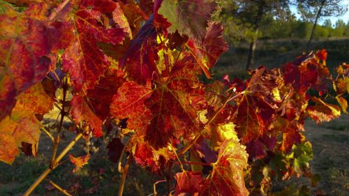 fall vine vineyard