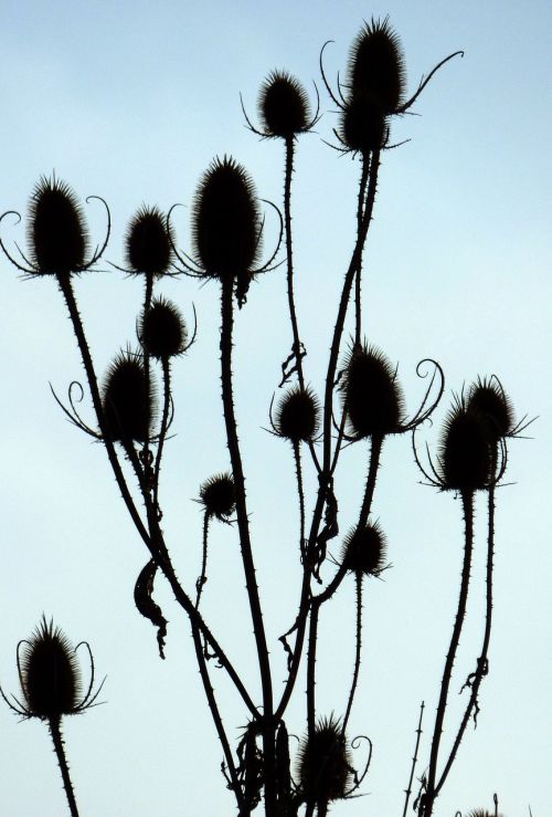 fall thistles against day