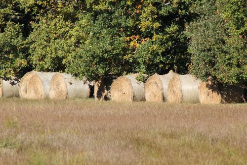 fall field straw