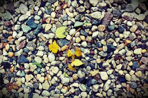 fall leaves rocks