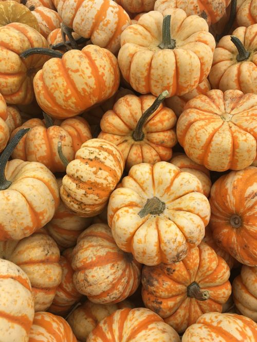 fall orange pumpkin
