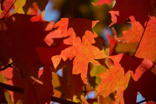 fall autumn leaves