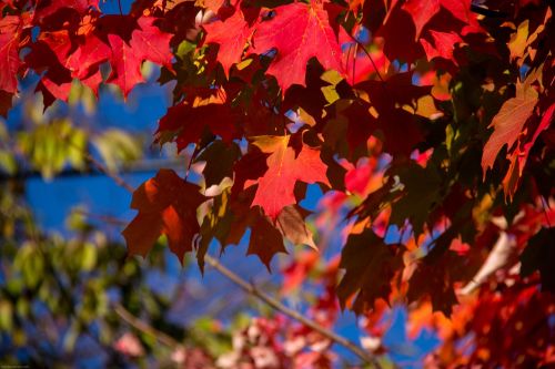 fall autumn leaves