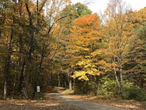 fall trees golden