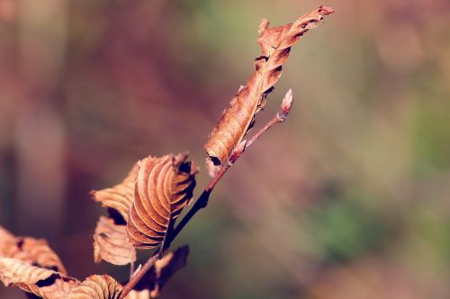 fall leaves tree leaf