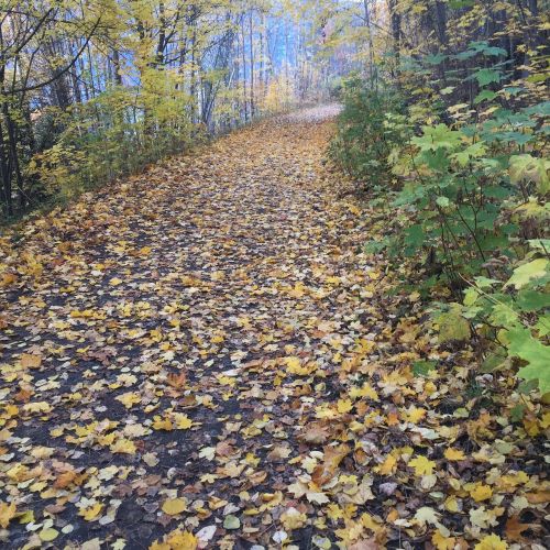 fall leaves path