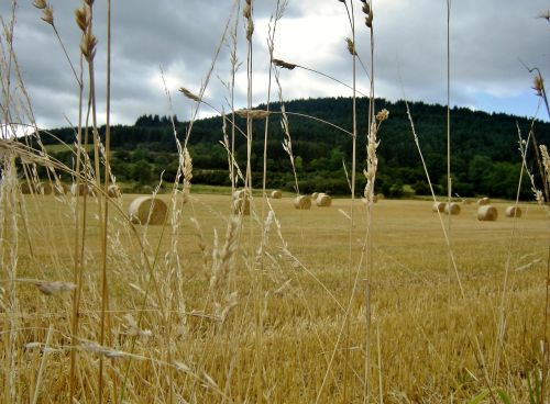 fall field landscape