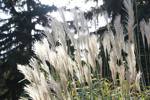 fall garden miscanthus