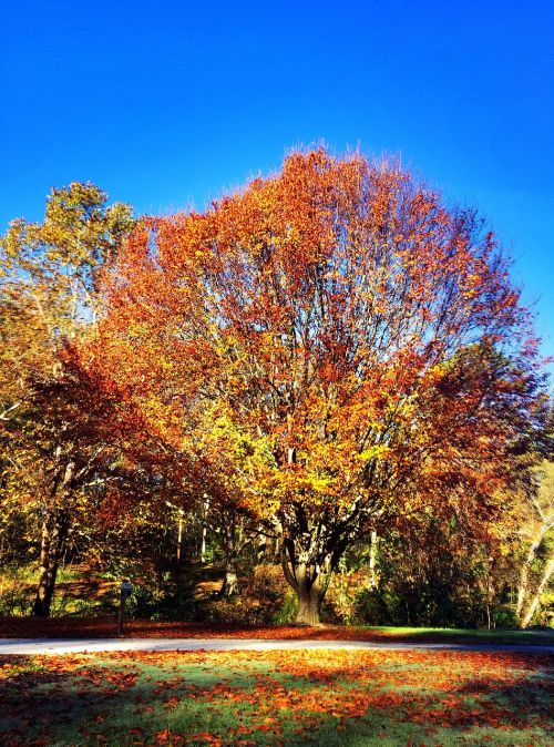 fall tree park