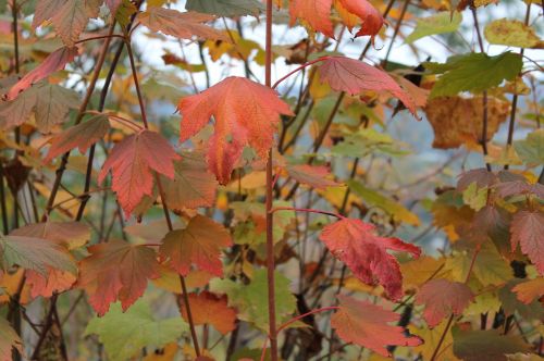 fall autumn leaves foliage