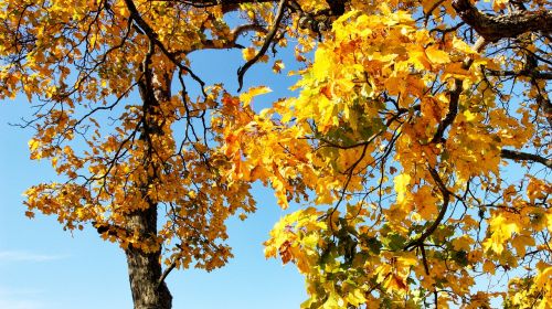 fall tree yellow