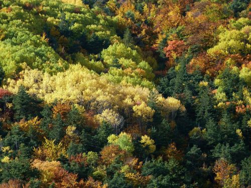 fall forest nature