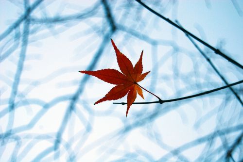 fall leaf autumn