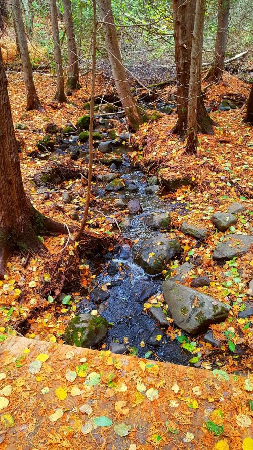 fall forest