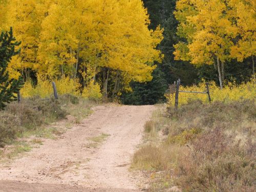 fall yellow road