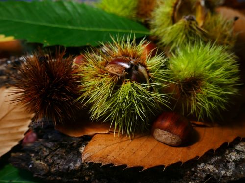 fall chestnut season
