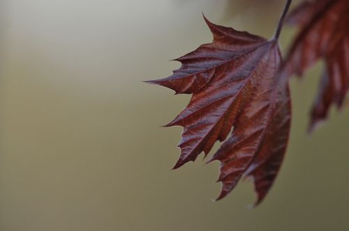 fall leaves template