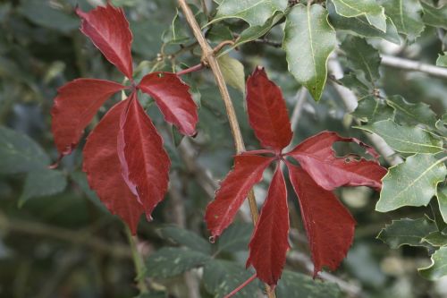 fall leaves red