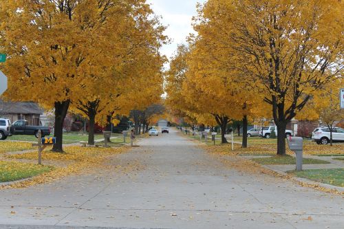 fall leaves street