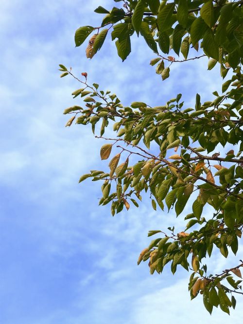 fall leaf sky