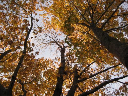 fall yellow leaves autumn