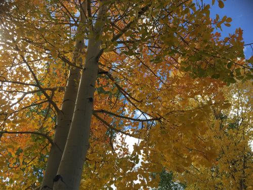 fall trees colorado
