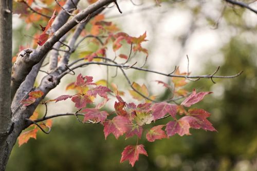 fall red leaves