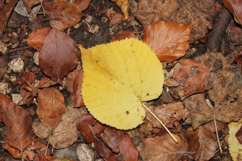 fall leaves autumn leaf