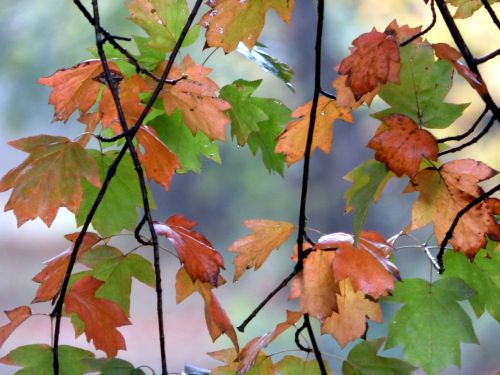 fall leaves colors