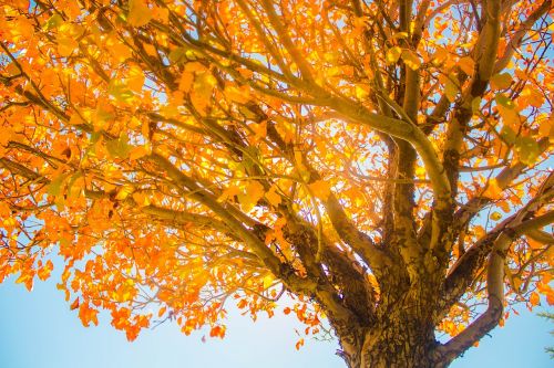 fall tree sky