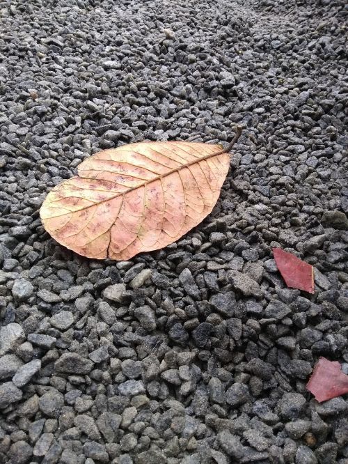 fall season leaf