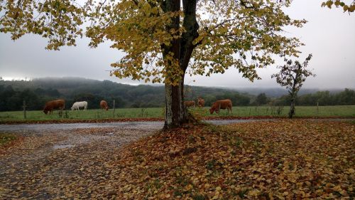 fall cows animals