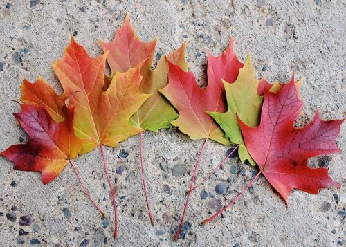 fall leaves autumn