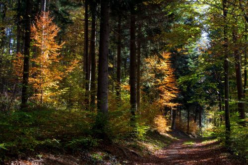 fall forest trees